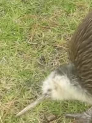 A post by @kiwicertified on TikTok caption: #kiwi #kiwibird #kiwis #kiwibirds