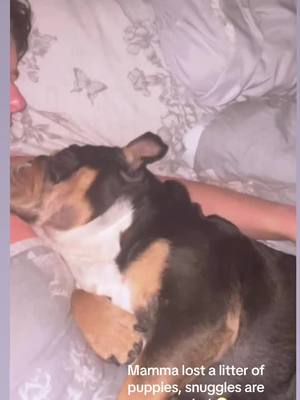 A post by @wee_bulldog_harley on TikTok caption: Harley is not a cuddly dog, she leans against you, but these days after losing her litter of puppies, she snuggled so hard 🥲 Dogs feel emotion. Days i will never forget  #Love #puppy #bulldog 