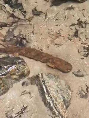 A post by @travelwithdarrick on TikTok caption: #salamander #lookingglass #northcarolina #nc #usa #hellbender #travel #wildlife #water #nature @MrBeast