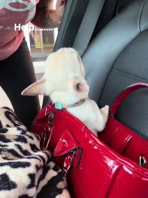 A post by @psychothefrenchie on TikTok caption: Part 5678954 of When mom walks away #puppy #puppiesoftiktok #frenchie #spoiledfrenchie #frenchiesoftiktok #frenchies #frenchiepuppy #talkingfrenchie #psychothefrenchie 