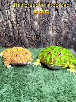 A post by @wildlifeobservatory on TikTok caption: #animals #funny #funnyvideos #fy