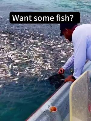 A post by @fishingmantom on TikTok caption: Want some fish?#fishing #fish #fishtok #fis #fyp 