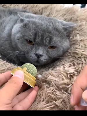 A post by @amazing_partner on TikTok caption: do your cat love this ?#catnip #uk #uktiktok #petsupplies #goodthing #cutemoment #catsoftiktok #cattoy 