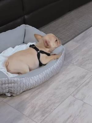 A post by @psychothefrenchie on TikTok caption: A day in yhe life of Psycho the Frenchie #frenchiesoftiktok #platinumfrenchie #puppiesoftiktok #spoiledfrenchie #frenchie #psychothefrenchie #frenchies #puppy #frenchiepuppy @Christy Shay 