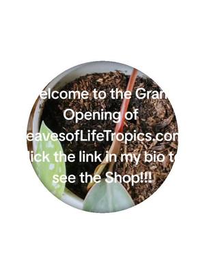 A post by @kamishamaynard on TikTok caption: Welcome to the grand opening of my Virtual plant shop. I plan to share a wide variety of beuatiful plants with you!!! Stay tuned for more.#garden #plantsoftiktok #houseplantsoftiktok #hoyalover #monstera@Monstera Plant Daddy @barefootbeauty420 @The Happy Plantress @Cactus Blooms 🌵Desert Garden @Bonsái López @Gardeningwithacountrygirl 