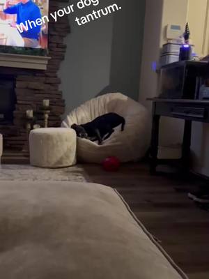 A post by @brucek on TikTok caption: When your dog has a temper tantrum #funny #funnyvideo 