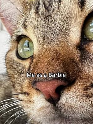 A post by @vs.1320 on TikTok caption: 😭🤣🤣 woah #barbie #barbiegirl #barbieai  #barbiefilter #cat #catsoftiktok #cat