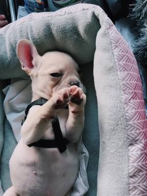 A post by @psychothefrenchie on TikTok caption: Psycho doesn’t want to people today….: #frenchiesoftiktok #platinumfrenchie #puppiesoftiktok #frenchie #frenchies #fyp 