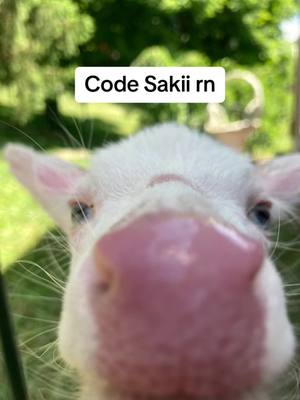 A post by @sakiithemonke on TikTok caption: Yea