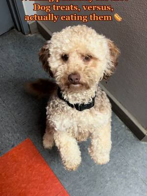 A post by @dogtopiaoftemecula on TikTok caption: We take treats here at Dogtopia of Temecula, very seriously 😂💛🐾 #dogsofdogtopia #itsthebestdayever #dogdaycare 