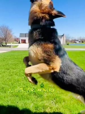 A post by @x_.edits_.for_.animals_x on TikTok caption: cr @🌹𝒶𝓃𝒾𝓂𝒶𝓁𝓈 𝓆𝓊ℯℯ𝓃🌹 #germanshepherd #trending #dogs #editor 