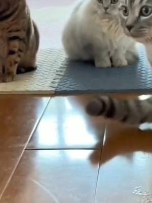 A post by @cutiemeow1230 on TikTok caption: #catvideo #funnycat #cat #pet #fyp #tiktok