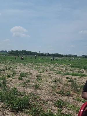 A post by @prasanthi_srinivas on TikTok caption: #strawberrypicking #fun #summervibes 