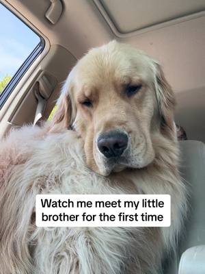 A post by @champgoldenpup on TikTok caption: He’s finally here! #fyp #goldenretriever #bestfriend 