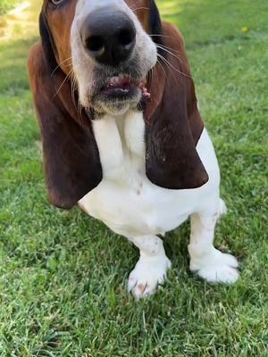 A post by @walkertexasranger828 on TikTok caption: Slinky got a mini me  #bassethoundpuppy #minime #bassethound #fyp 