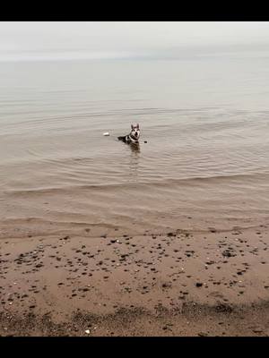 A post by @mookiethesiberianhusky on TikTok caption: Anyone want to play mermaids with me? #fypシ #dogsoftiktok #husky #littlemermaid 