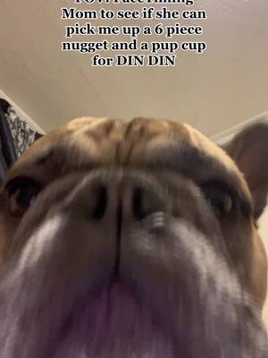 A post by @chronicles_of_chapo on TikTok caption: #pov i has been working hard as moms house manager and im famished #frenchie #frenchiesoftiktok #frenchbulldog #fyp #xyzbca #dogsoftiktok #frenchielife #furbaby #mcdonalds #nuggets #pupcupstarbucks #dindin