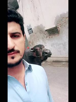 A post by @younas_89 on TikTok caption: #qurbani2023 