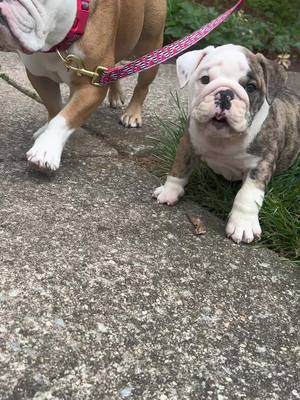 A post by @oaklandtakesover on TikTok caption: Showing brother how its done #oaklandtakesover #fyp #bulldogs #puppies #secondchild 