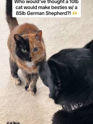 A post by @venustwofacecat on TikTok caption: #unlikelyfriends #unlikelyanimalfriends #unusualfriendships #cats #dogs #PetsOfTikTok #catsoftiktok #dogsoftiktok #blackgermanshepherd #blackgermanshepherds #twofacecat #venus #diesel 