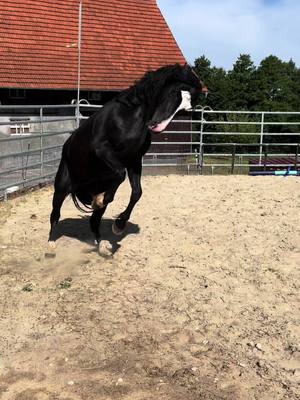 A post by @pferdeherde on TikTok caption: Wer kennt noch den Film „Black Beauty“ der wilde Hengst? Schreibt es mal in die Kommentare. Bei uns steht auch einer 😍