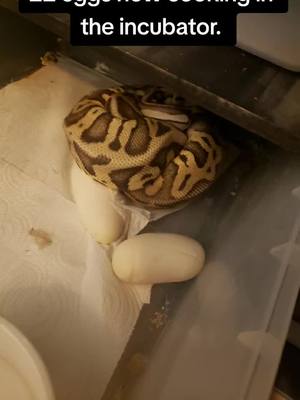 A post by @cuffs13er on TikTok caption: #ballpythonbreeder #ballpythons #ballpython