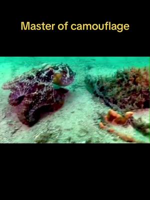 A post by @wildlifeobservatory on TikTok caption: #animals #wild #marinelife #camouflage #fy