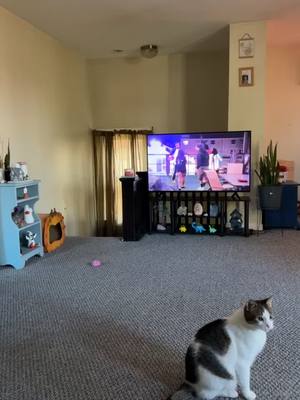 A post by @sarbritney121 on TikTok caption: Baxter plays fetch. #catdog #catsoftiktok #catmom #dogsoftiktok #fetch #gogetit #fyp 