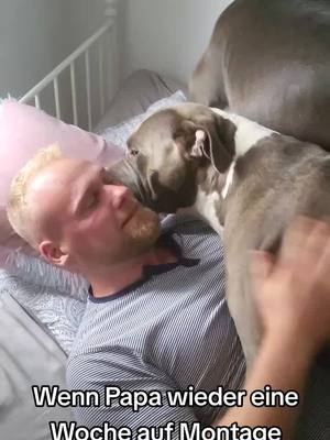 A post by @colorfulbulls on TikTok caption: Sie liebt Papa so sehr und vermisst ihn immer schrecklich genauso wie wir alle 🥺❤😍#bullyfypp #americanbullyxl #reallove #puppyalarm #puppylove #bullylove #fyypppppppppp #esgibtkeinekampfhunde