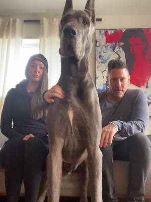 A post by @jonniedanes on TikTok caption: Oopsy 🤫 #fart #greatdane #dogsoftiktok #greatdanesoftiktok #dogs #funny #fyp #fypage #hilarious 