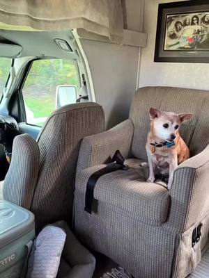 A post by @brittanyjo85 on TikTok caption: RV life #rvlife #roadtrip #PetsOfTikTok 