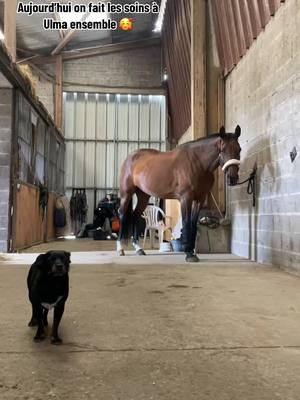 A post by @kauffer_equitation on TikTok caption: Soins à la plus belle des juments 🫶🏼 #pourtoi #cheval #équitation #kaufferequitation #ulmadetourniere