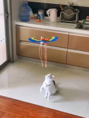 A post by @amazing_partner on TikTok caption: cats' favourite toy 😍#cattoys #petsupplies #toybird #cutemoment #catsoftiktok #uk #fypシ 