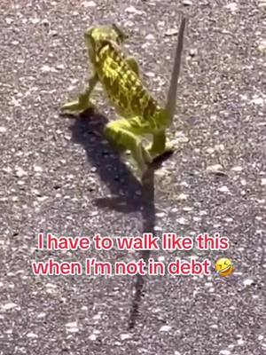 A post by @wildlifeobservatory on TikTok caption: #animals #wild #lizard 🤣🤣🤣