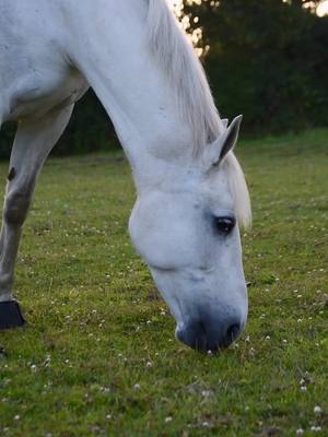 A post by @tia.caitlin on TikTok caption: We made it to our new yard after a long, stressful and emotional day. Onto new adventures together Misty, hope you’ll be happy here, sweet girl🥰 #ontonewbeginnings #newyard #mygirl 