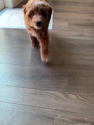 A post by @sabicu16 on TikTok caption: Hi! I’m Charlie. I’m new here. Not to Tik Tok, but to the world. I’m a really busy puppy because I’m trying to train my family and humans don’t learn very fast! #charlie #dogs #dogsoftiktok #linus #goldendoodle 