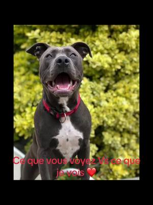 A post by @laauraa_dz78 on TikTok caption: #chien #staff #americanstarffordshire #chiots #pourtoi #foryou #trend #pitbull 