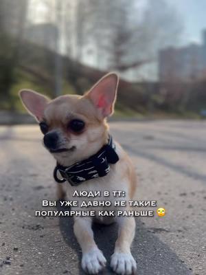 A post by @bling.dog.house on TikTok caption: Поняли?? #bling_dog_house #blingdoghouse #blingdog 