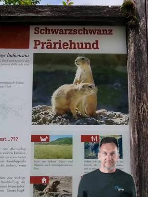 A post by @outdoorandy86 on TikTok caption: Präriehunde im Salzburger Zoo.... Nehmt besser eure Kopfhörer raus 😂😂 #zoo #salzburg #animals #präriehunde #triggerwarning #fy