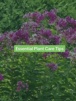 A post by @myyards.ca on TikTok caption: "Green thumbs up! Master these 6 essential plant care tips to ensure your leafy companions thrive and flourish." "Lush, green perfection starts with proper lawn care." Lawncare services for commercial and residential properties. IMAGINE YOUR IDEAL OUTDOOR SPACE AND START LIVING IT. Call us now at (780) 695-2769 for a free quote or visit our website at www.myyards.ca for more information. #yeg #yeglocal #yegbusiness #edmonton #MyYard #myyards #lawncare #lawnmaintenance #lawnmowing #lawncareservice #myardsservices #lawn #lawnservice #lawncarelife #lawns #lawngoals #lawncareservice #lawnlife #lawncare_of_instagram #lawncarelegends #lawnedging #Lawnseason #lawnstripes #lawncarecommunity #luxurylawn #springcleanup #spring #snowremovalservices 