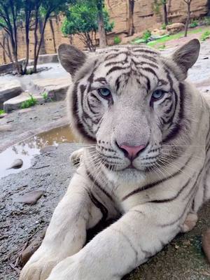 A post by @animalloverrr00 on TikTok caption: The most beautiful girl in our zoo🥹#tiger #bigcat #wildanimals #zookeeper #cute #fyp 