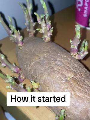 A post by @jg4me on TikTok caption: Making potatoe babies #planting #gardening #potatoes