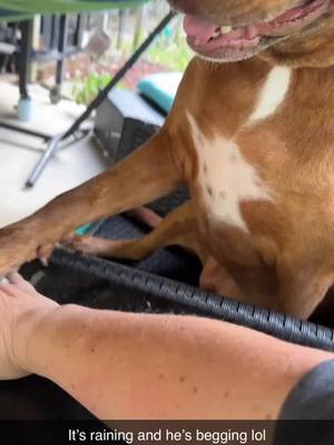 A post by @jenniferbishop36 on TikTok caption: #dogsoftiktok #pitbullsoftiktok #swimming