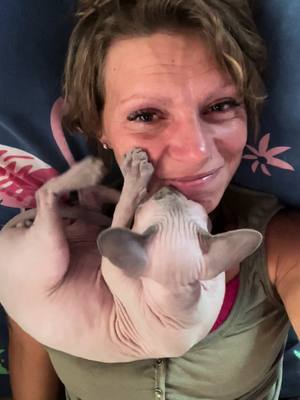 A post by @pferdeherde on TikTok caption: Ich weiß, Sphynx sind optisch „Gewöhnungsbedürftig“ aber ich liebe Glatzkowski so sehr und er mich auch ❤️ #Katze #sphynx #albingerhof #schmusekatze