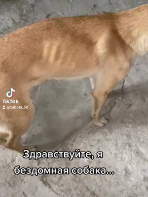 A post by @zabota_58 on TikTok caption: голодающая Рыжуха