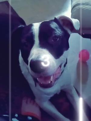 A post by @goofyjessy77 on TikTok caption: #pitbull #dog 