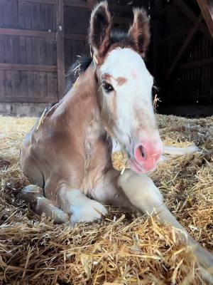 A post by @lv_clydesdale on TikTok caption: That new born feeling 😍 just over moon with our new edition at farm ❤️ Lille Valley’s Firefighter welcome to family 🙏🏼 #clydesdale #foalsoftiktok #horsetok #newborn #fyp 