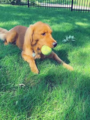 A post by @jennsmith8 on TikTok caption: #goldenretrieverlife #golden #tanner #dogsofttiktok #eyes