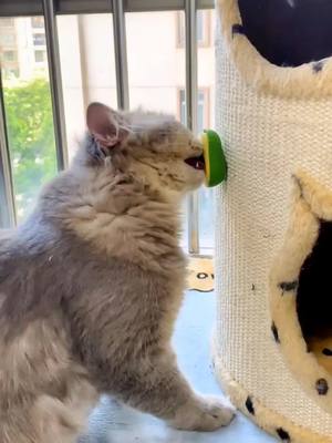 A post by @amazing_partner on TikTok caption: Cats'favourite 😍#cattoys #avocado #catsoftiktok #uk #fypシ #cutemoment #petsupplies 