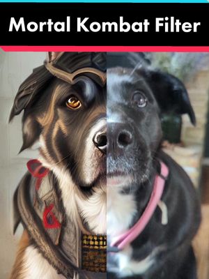 A post by @a.dog.journey on TikTok caption: Use this filter on your pet. #mortalkombat #dog #fyp 